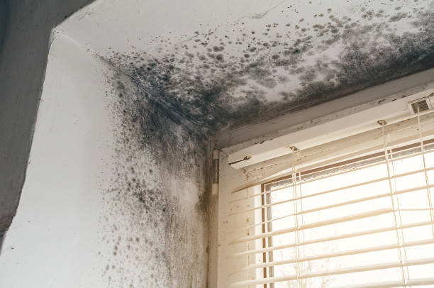 Affordable Mold Remediation solutions in Upper Falls, MD